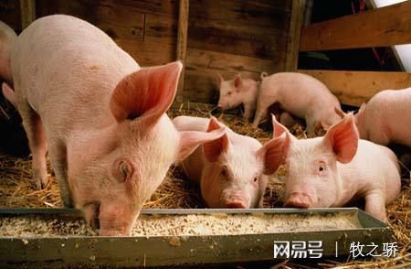 豬場保健養大于防、防大于治的科學理念解析