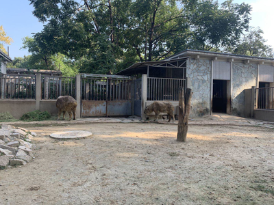 小斑馬、小長角羚…北京動(dòng)物園今年新添343只“小萌寵”，飼料生產(chǎn)如何支撐？