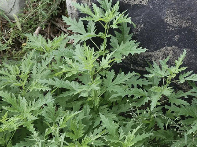 【創(chuàng)新內蒙古】科研突破 麻葉蕁麻飼料添加顯著提升羊肉營養(yǎng)品質