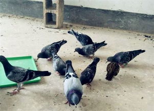 斑鳩的受保護狀況與科學養(yǎng)殖指南