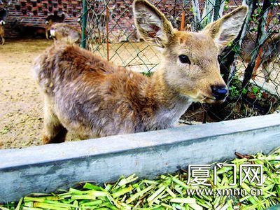 梅花鹿南遷記 廈門冬季的冷水浴與適應性飼養(yǎng)管理