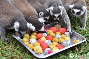 深圳野生動物園的“特別菜單” 特色湯圓，讓動物們過個溫馨元宵節(jié)