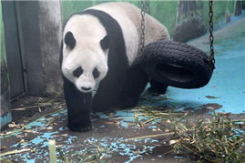 中國政協(xié)委員聚焦動物飼養(yǎng)規(guī)范，推動生態(tài)文明建設與畜牧業(yè)高質量發(fā)展